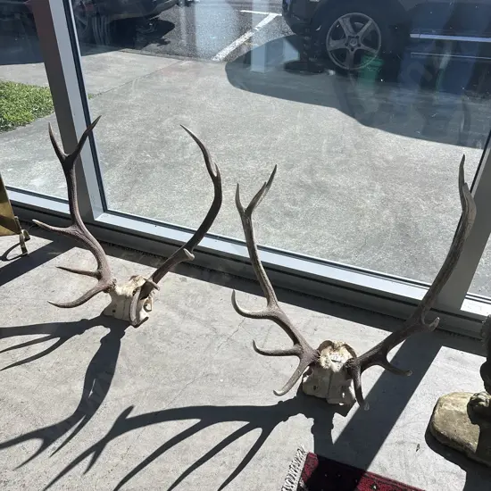 2 sets antlers
