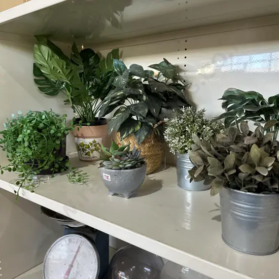 shelf plants