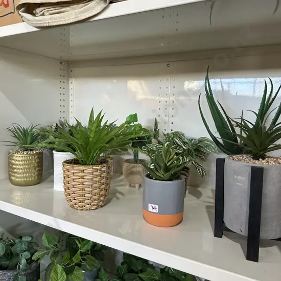shelf plants