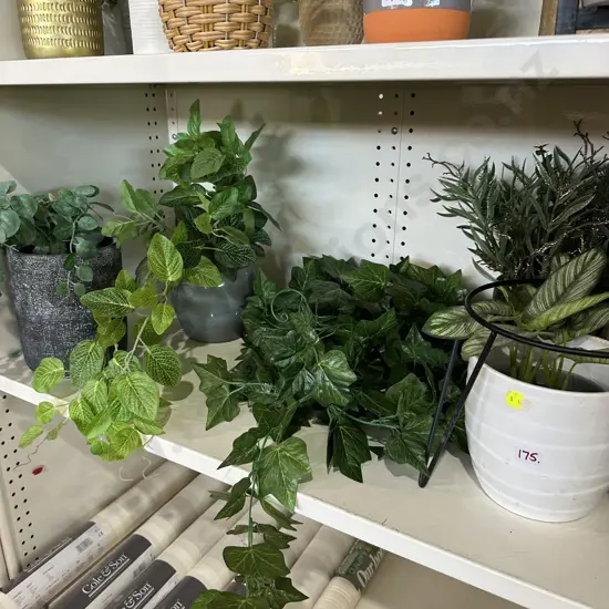 shelf plants