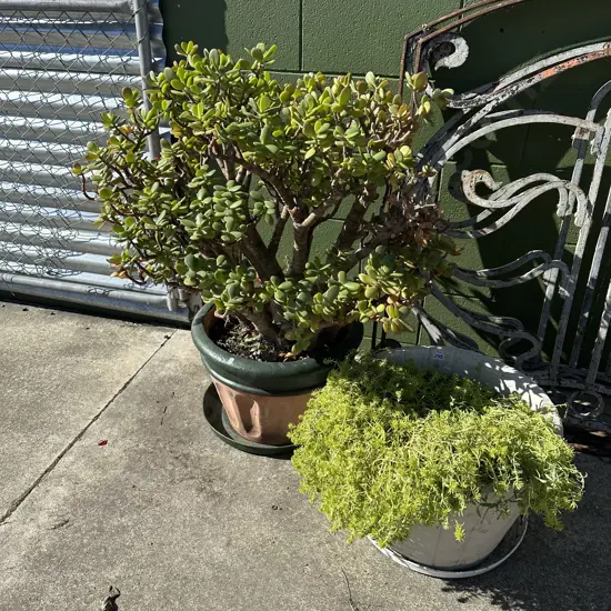 money tree plus other potted plant