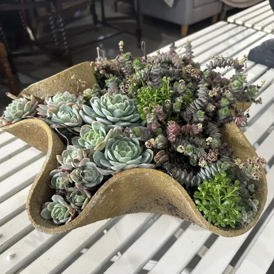 Willy Guhl planter (47cm) plus succulents