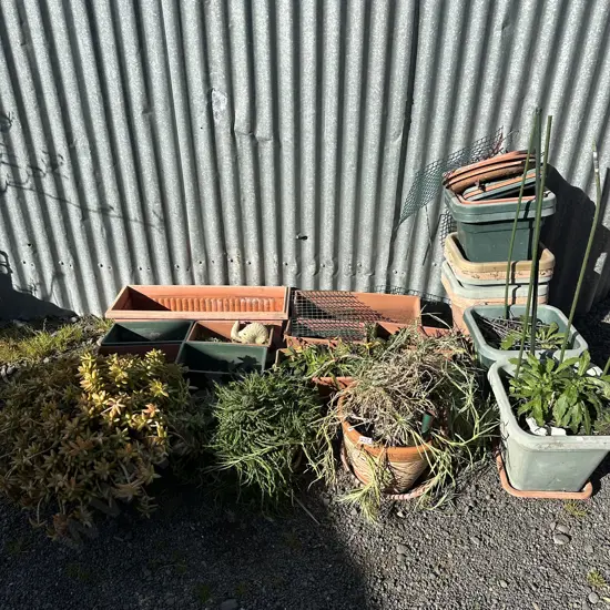 large lot inc 3 potted succulents plus many plastic planters