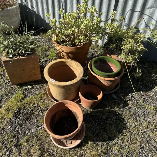 large lot of plants and planters