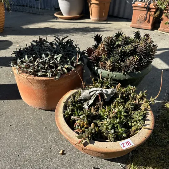 3 potted succulents