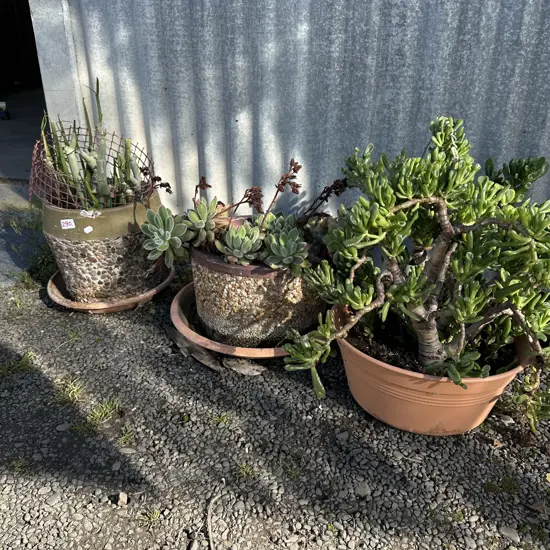 3 potted plants