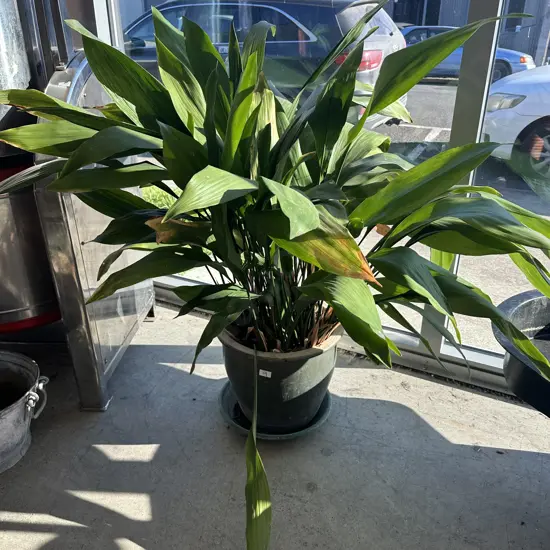 large potted Lily