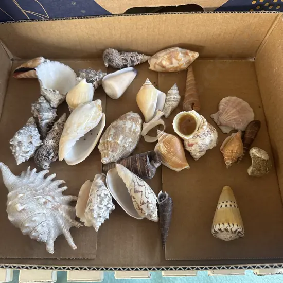shell collection