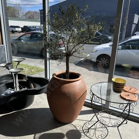 Large potted Olive tree