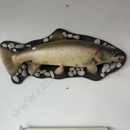 Taxidermy trout