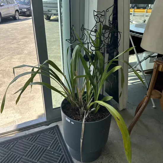 Indoor Orchid with wire bells