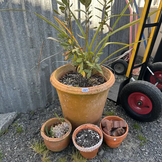 Large plant plus some pots