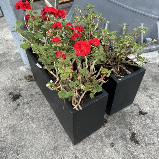 Pair planters with plants