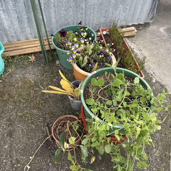 6 Potted plants and 3 steaks