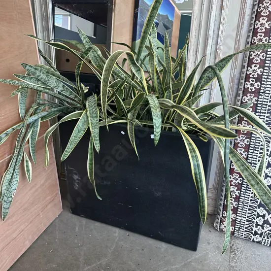 Large rectangular pot with mother in laws tounge