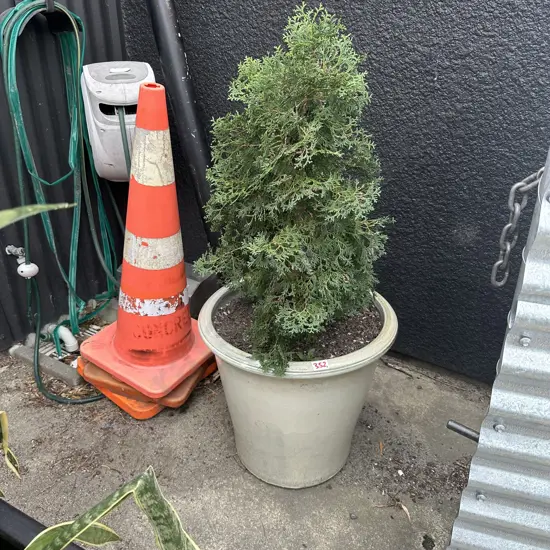 Conifer in glazed pot