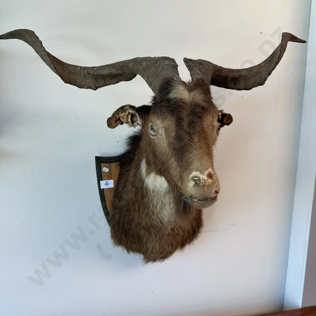 Goat mounted head Image 1++
