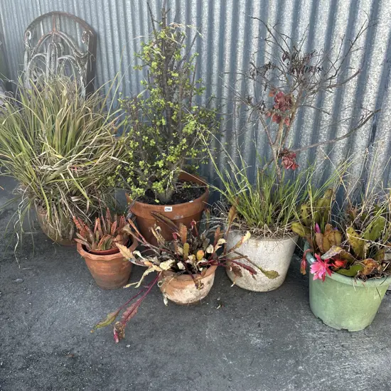 6 potted plants