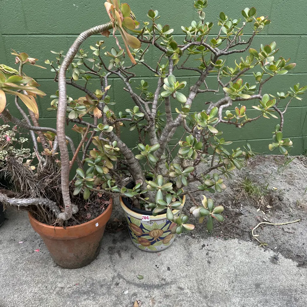 2 money trees Image 1++