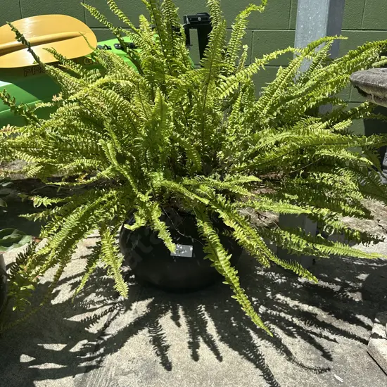 Fern in recycled tyre pot