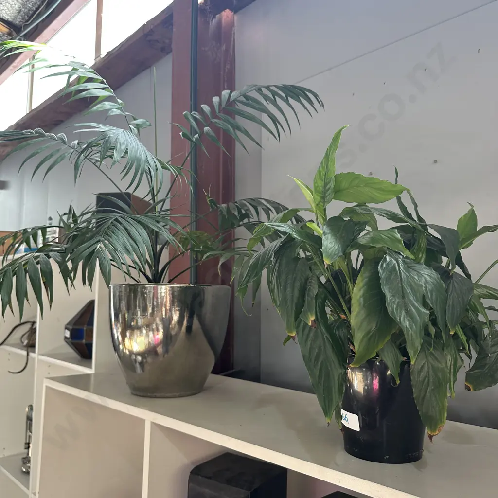 2 potted plants Image 1++