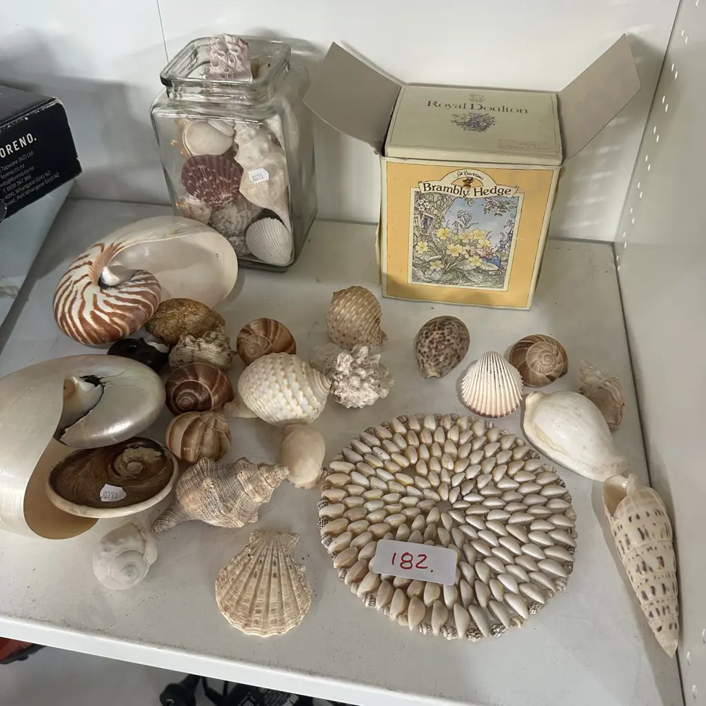 shell collection Image 1++