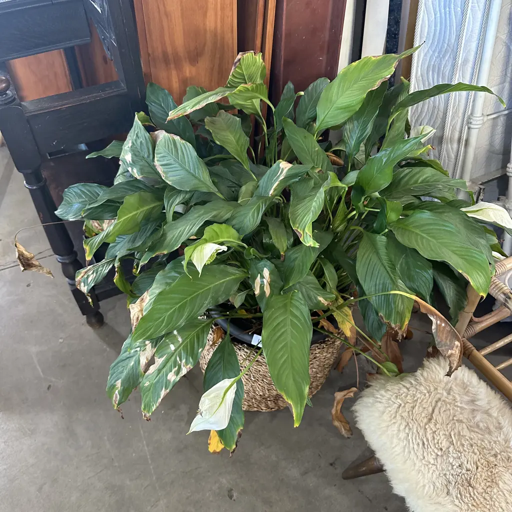 large Lily and basket Image 1++