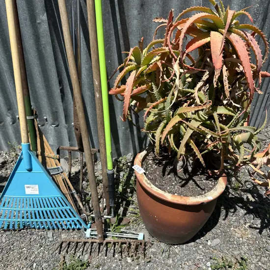 potted succulent and garden tools