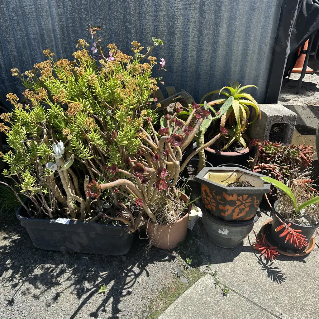 collection plants and planters Image 1++