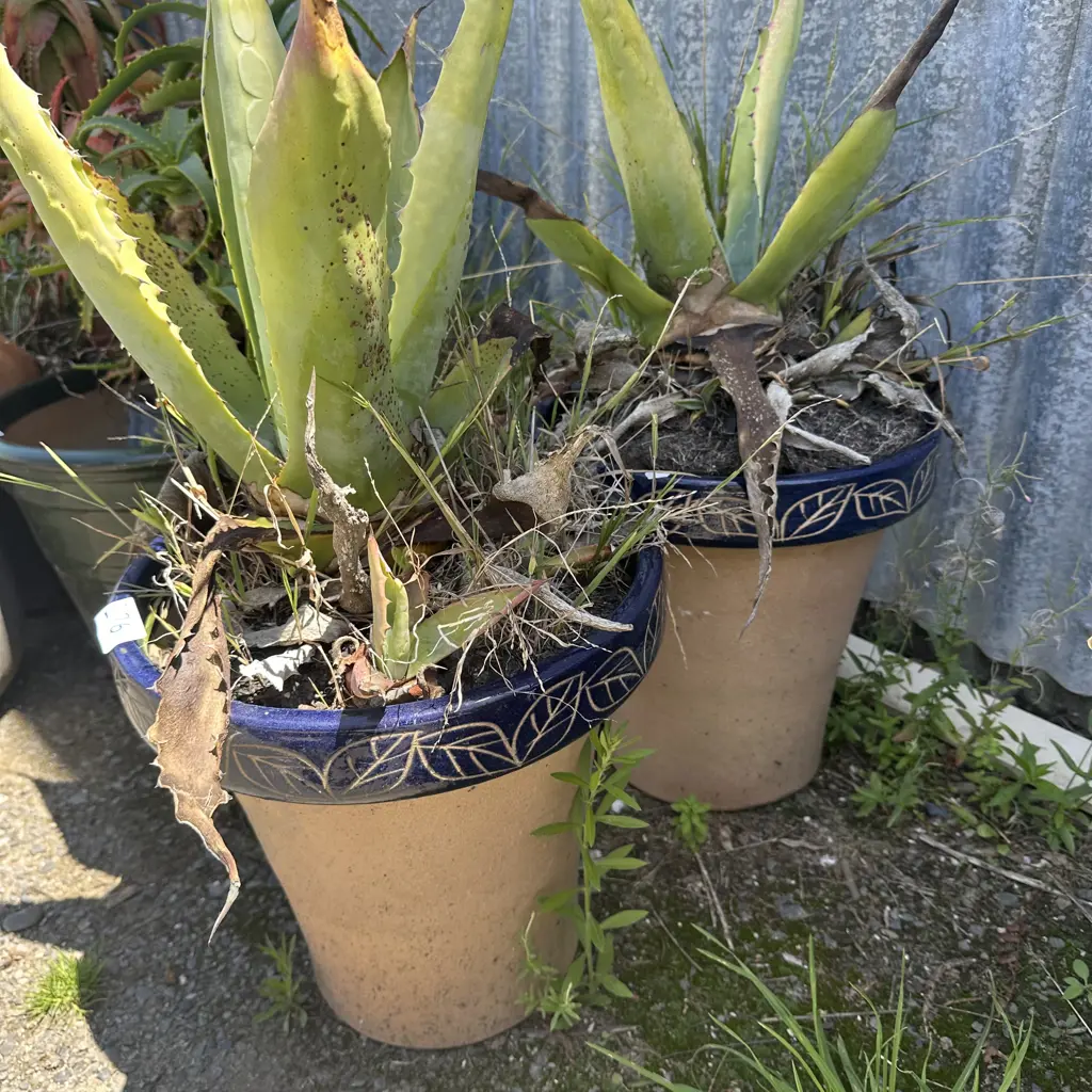 pr decorative planters and plants Image 1++