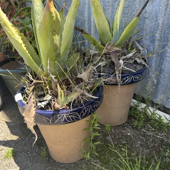 pr decorative planters and plants