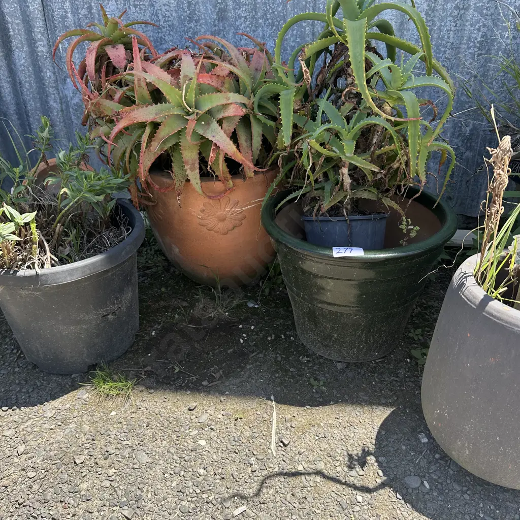 planters and succulents Image 1++