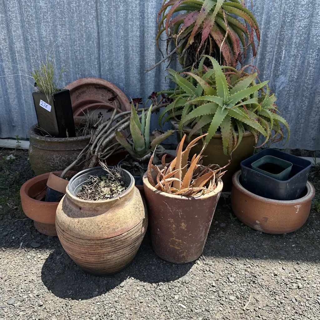 planters and succulents Image 1++