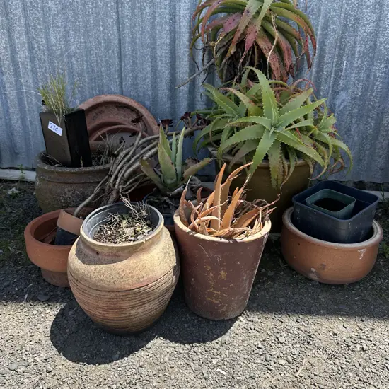 planters and succulents