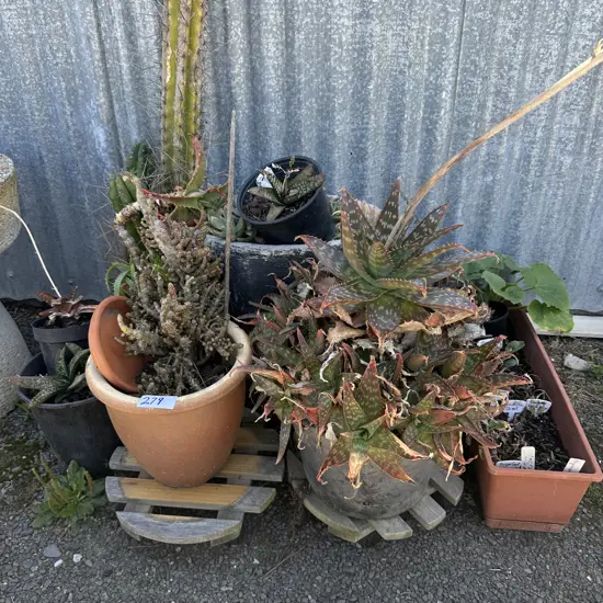 planters and succulents