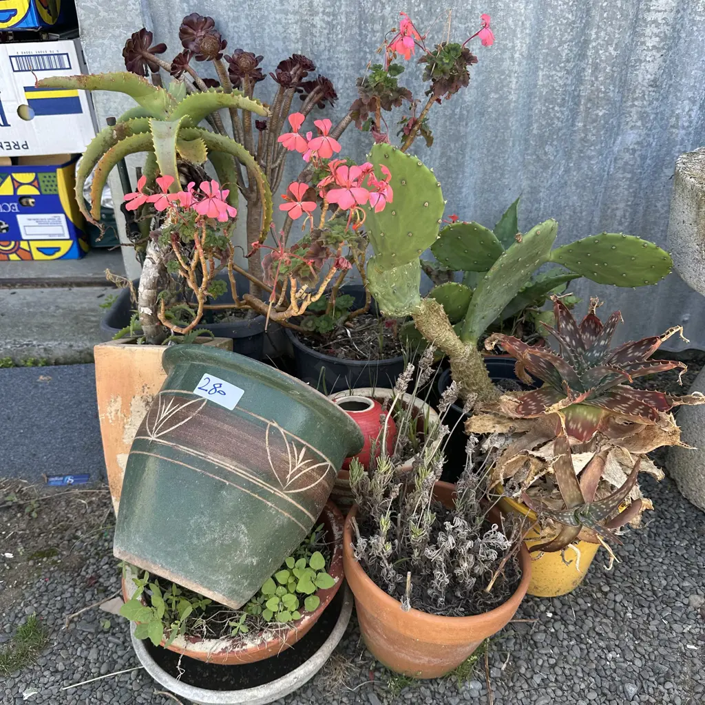 plants and succulents Image 1++