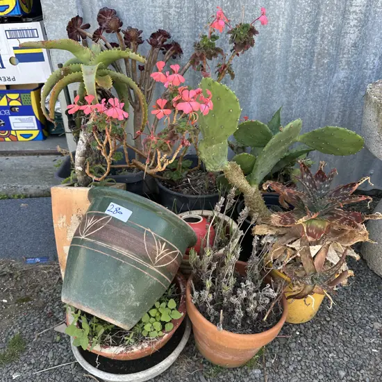 plants and succulents