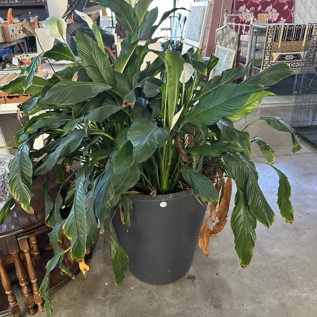 large potted Lliy Image 1++