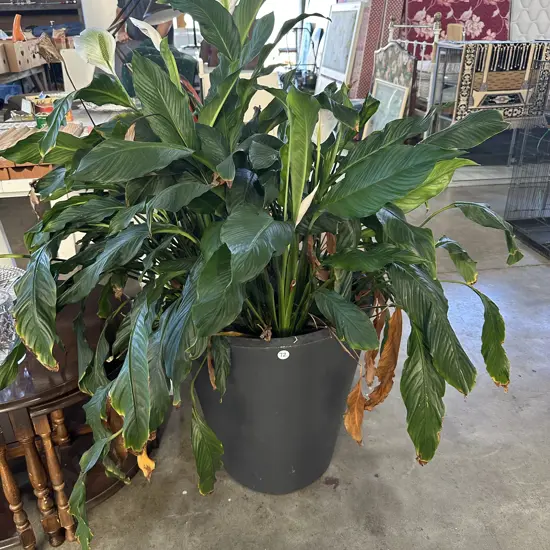 large potted Lliy